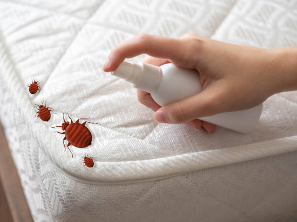 Best Spider Control Near Me  in Midland, PA